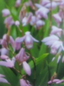 ５月６日の誕生花 紫蘭 シラン 感謝 感動 花道 Flowering Way ブログ
