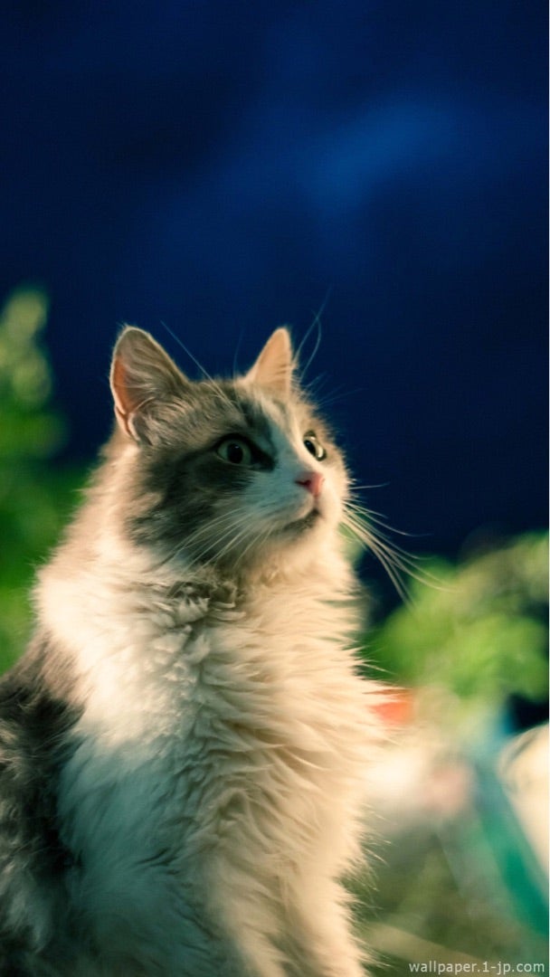 オズワルド病院の日 あしゅにまた会える日まで 純血種の保護猫ガブリエル オズワルドの里親日記