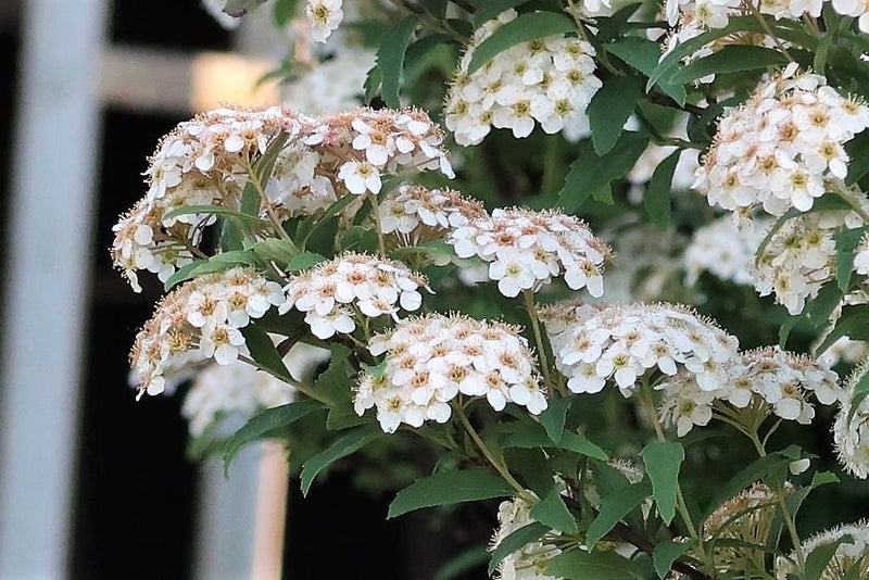 近所の花たち 白い花が綺麗な草花 花木 たぁーさんのブログ