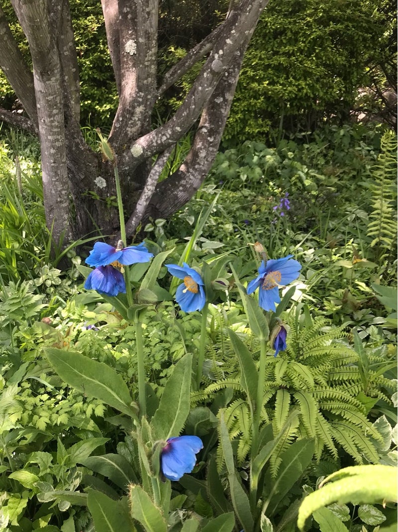 珍しい青い花 小さなお庭の物語