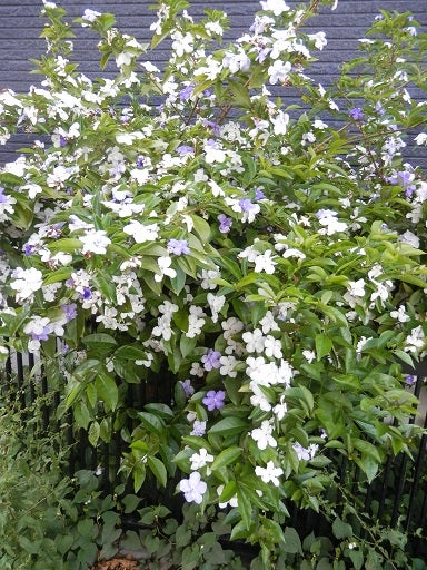 白と紫の花がいり混じって咲くニオイバンマツリの花 花つむぎ教室のブログ