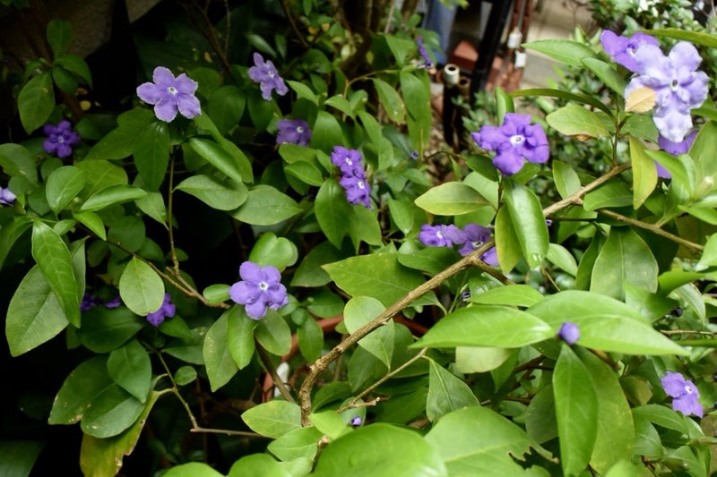 庭の花 マツリカ 紫から白に変化する花 ジャスミンの一種 Kabukumono 執行雅臣 のブログ ファッション界の話題 街歩きの報告 気になる話 今を知る話
