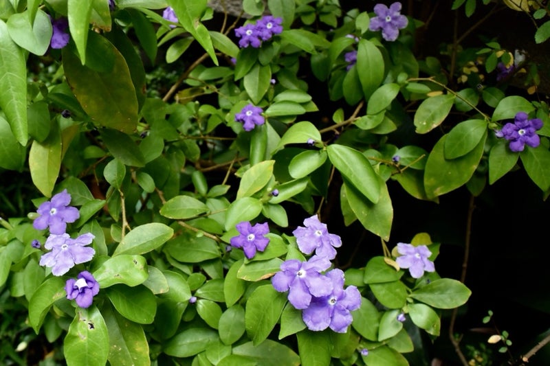 庭の花 マツリカ 紫から白に変化する花 ジャスミンの一種 Kabukumono 執行雅臣 のブログ ファッション界の話題 街歩きの報告 気になる話 今を知る話
