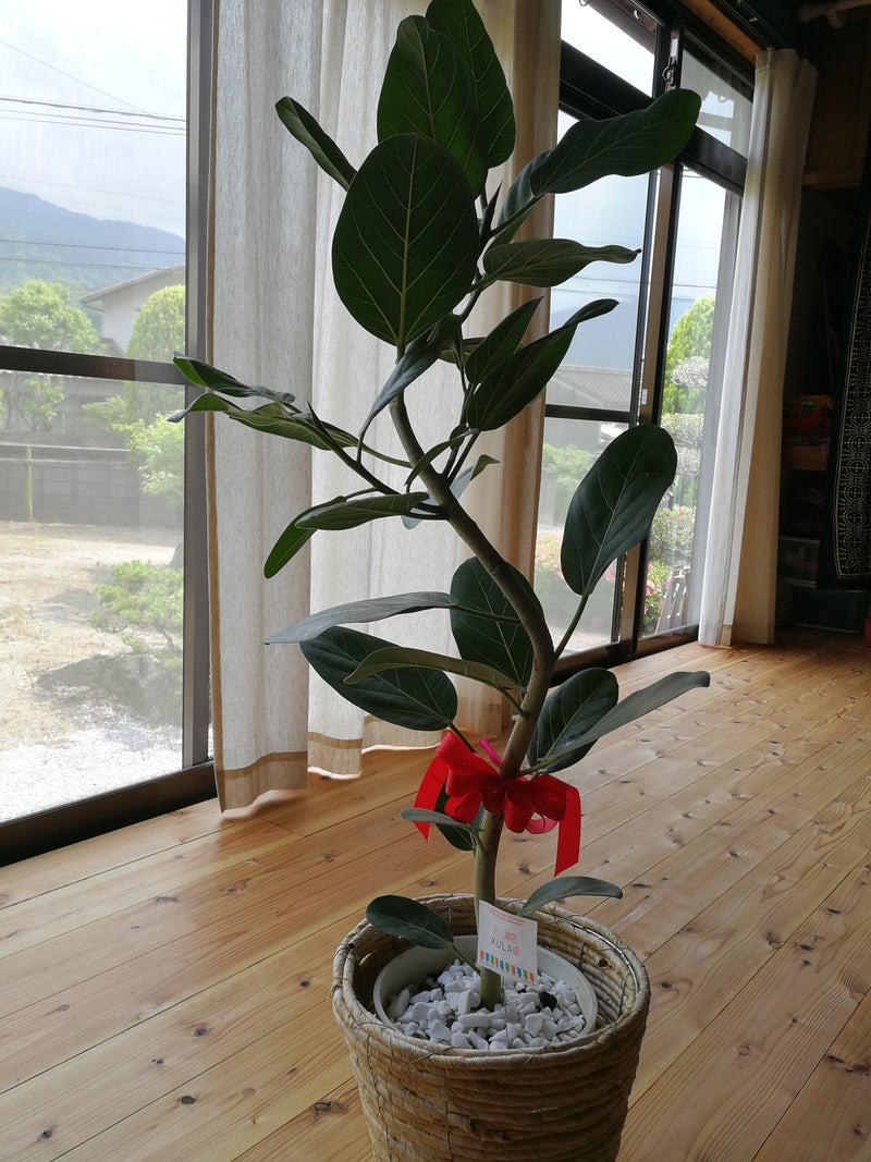ベンガル菩提樹が届きました 糸島yogakulaのブログ