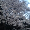 今年は桜の開花が早いの画像