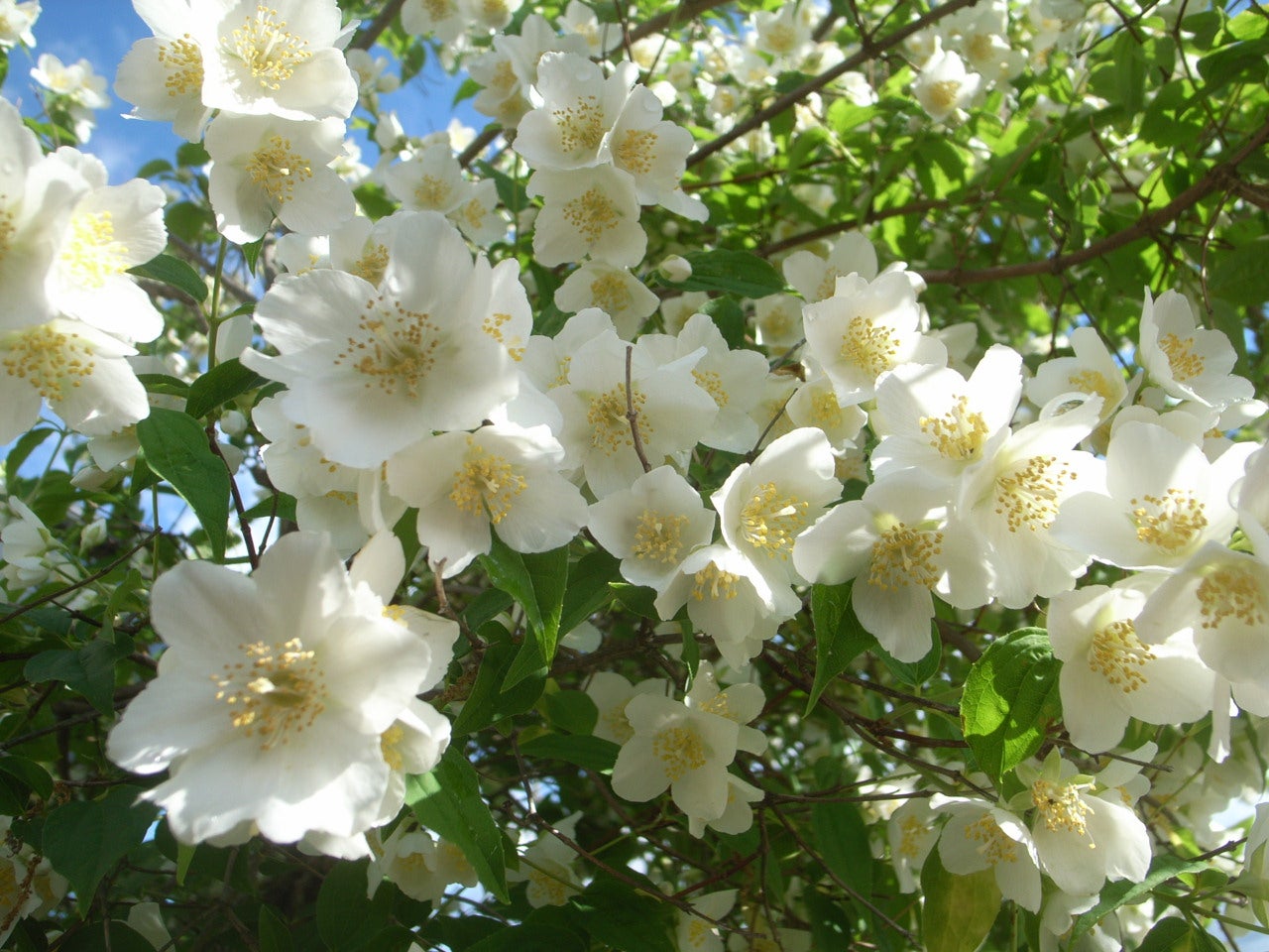 5月の白い花といえば こだわり父ちゃんの庭仕事と家仕事