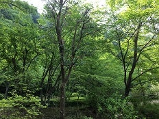 高尾の森