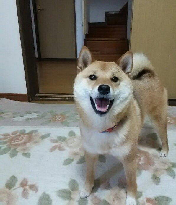 モッテコイ 初めての飼い犬 柴犬もみじ