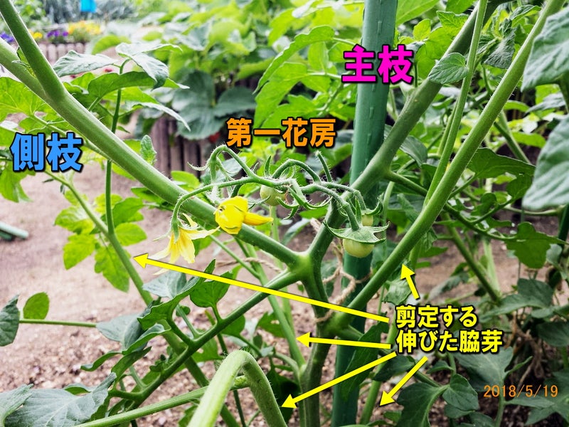 大玉 超ミニトマトの成長と整枝 ニャハハの家庭菜園 ポタジェと水耕栽培