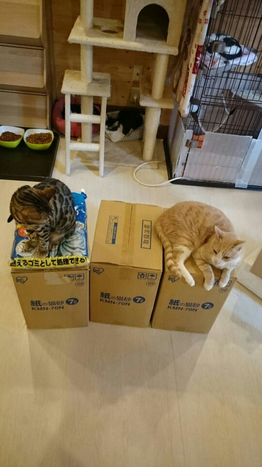 猫籠別荘家庭用猫舎清倉は猫砂盆超自由空間猫ケージを置くことができ