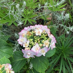 画像 紫陽花、アジサイの季節 の記事より 5つ目