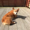日向ぼっこの画像