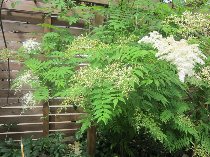 ニワナナカマド 庭七竈 に白い花が咲く 夢咲きｊ のブログ