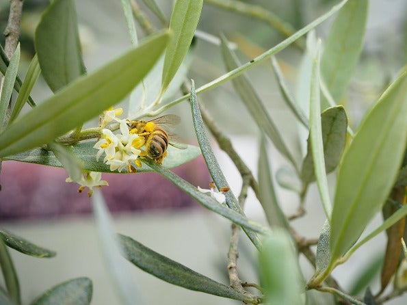 オリーブの花とミツバチの花粉だんご Olivegardening With Succulent