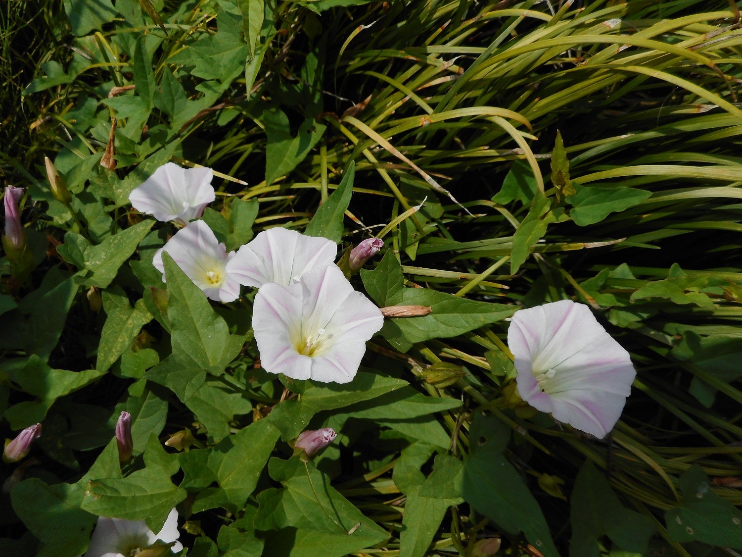 ヒルガオの花は 雑草扱いだ 元荒川の畔で