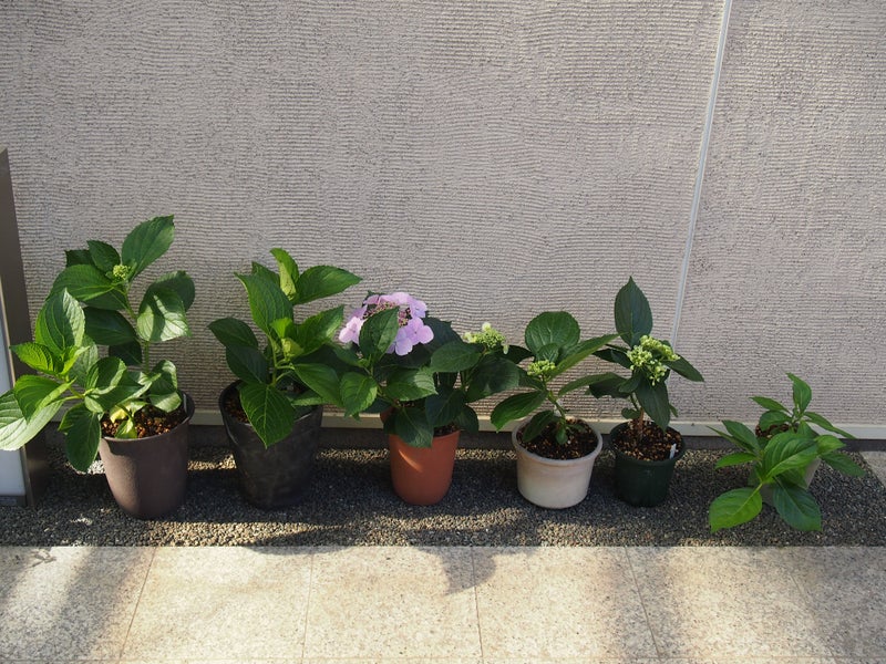 紫陽花 挿し木 鉢増し 葉っ葉のブログ