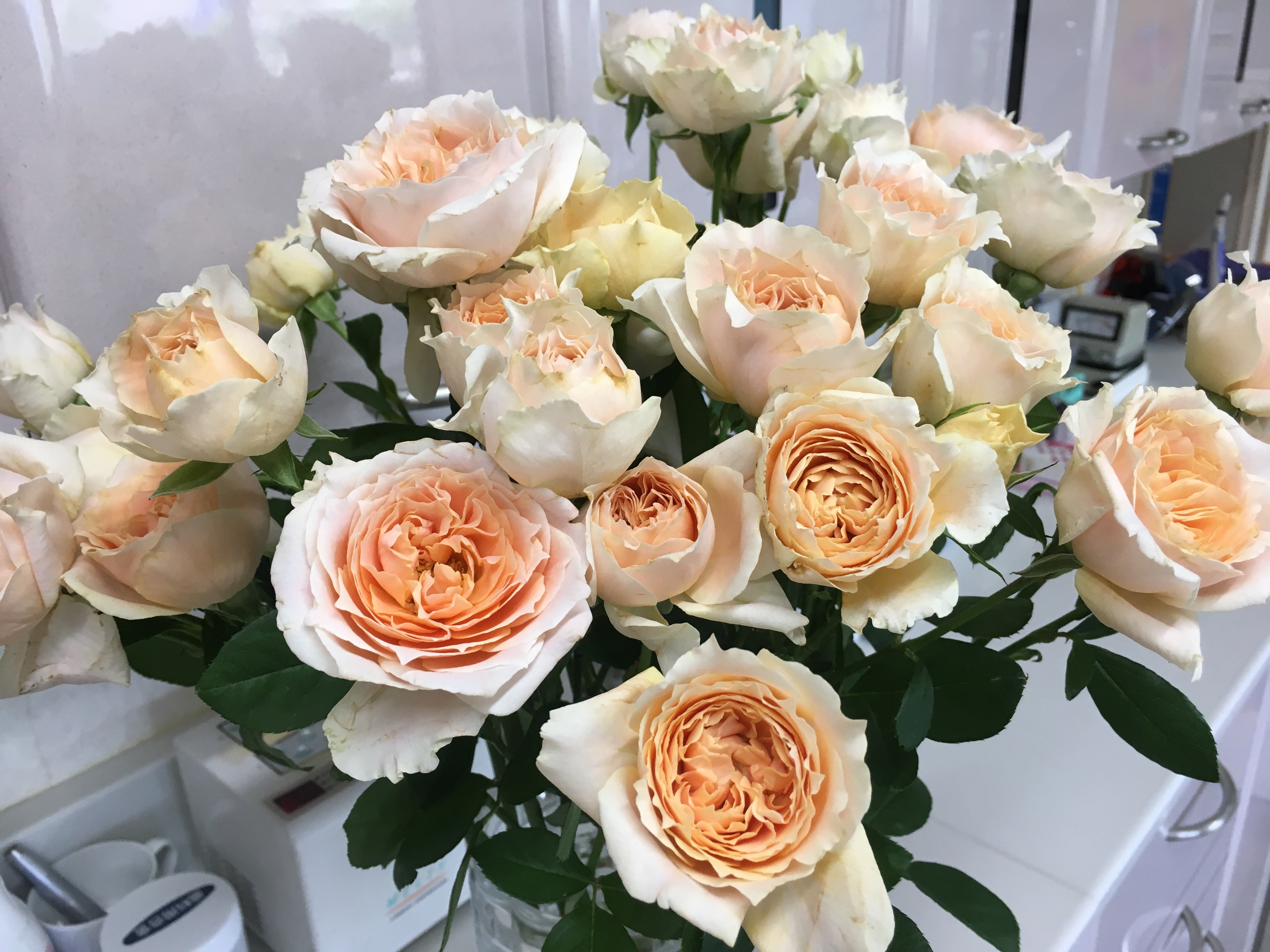 最適な材料 チアガール薔薇苗木【調整中】 植物/観葉植物 - www