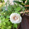 うちの庭の画像