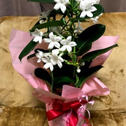 画像 ❤️プレゼント❤️ の記事より 1つ目