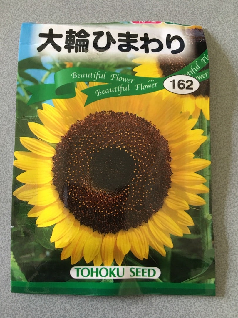 ひょろひょろヒマワリと水耕栽培のミニトマト 作る時間 育てる時間 ひょろひょろヒマワリと水耕栽培のミニトマト 作る時間 育てる時間