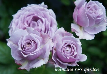バラの新苗の鉢への植え付け方 バラの家 ママの薔薇のブログ