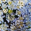 箱根湯本も梅雨入り☂　紫陽花の季節ですの画像