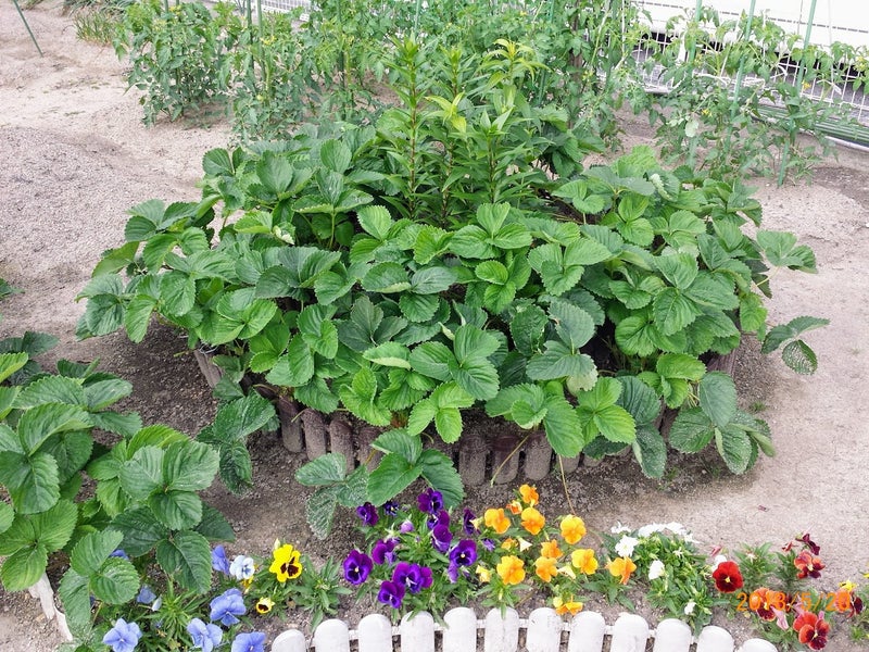 イチゴの摘葉とランナー伸ばし ニャハハの家庭菜園 ポタジェと水耕栽培