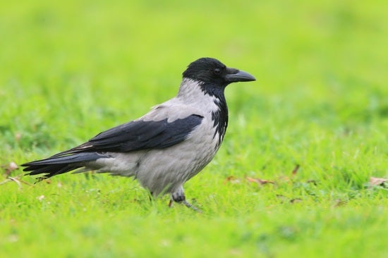 その1037 ズキンガラス Hooded Crow Feathercollector S Diary 美しい野鳥の世界