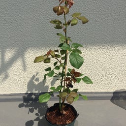 画像 バラの新苗、その後 の記事より 3つ目