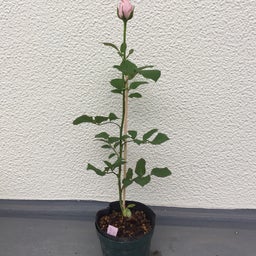 画像 バラの新苗、その後 の記事より 1つ目