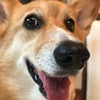 マメの画像