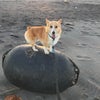 夕日の画像