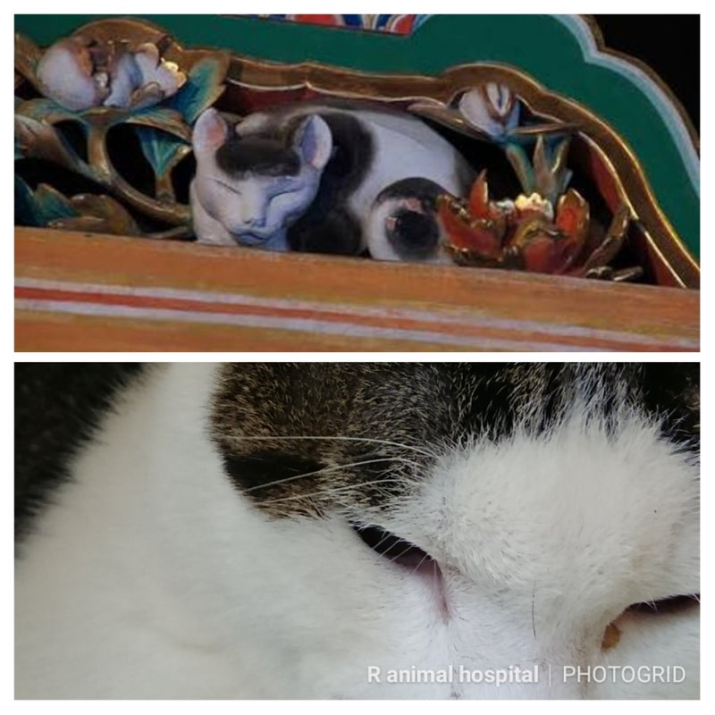 日光東照宮の眠り猫 山口県周南市r動物病院のブログ