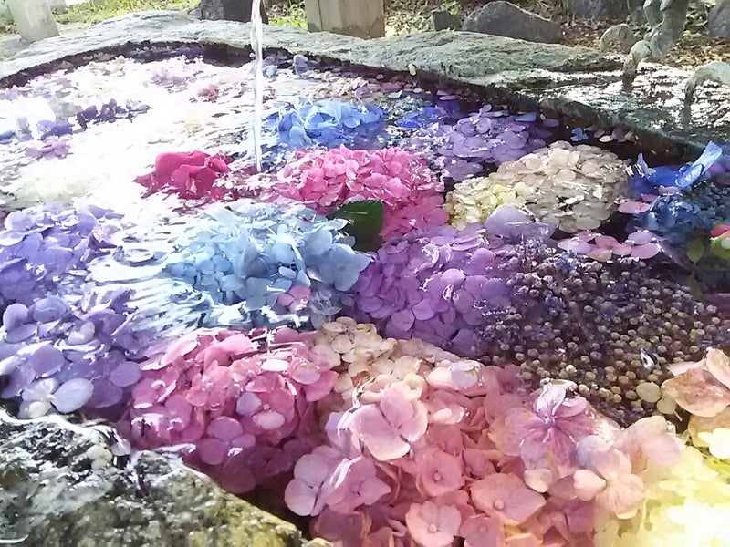 若江神社 手水舎に浮かぶ紫陽花 岐阜市 ぼっちぼちいこう 懸勝麺ロード