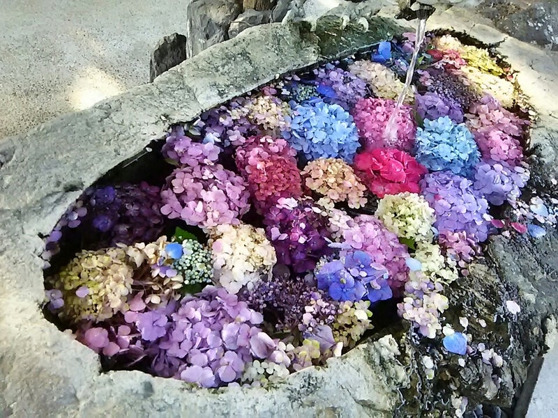 若江神社 手水舎に浮かぶ紫陽花 岐阜市 ぼっちぼちいこう 懸勝麺ロード