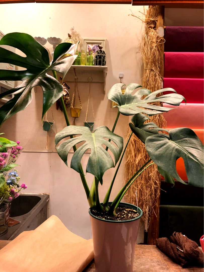 そうだ観葉植物を買おう！の記事画像