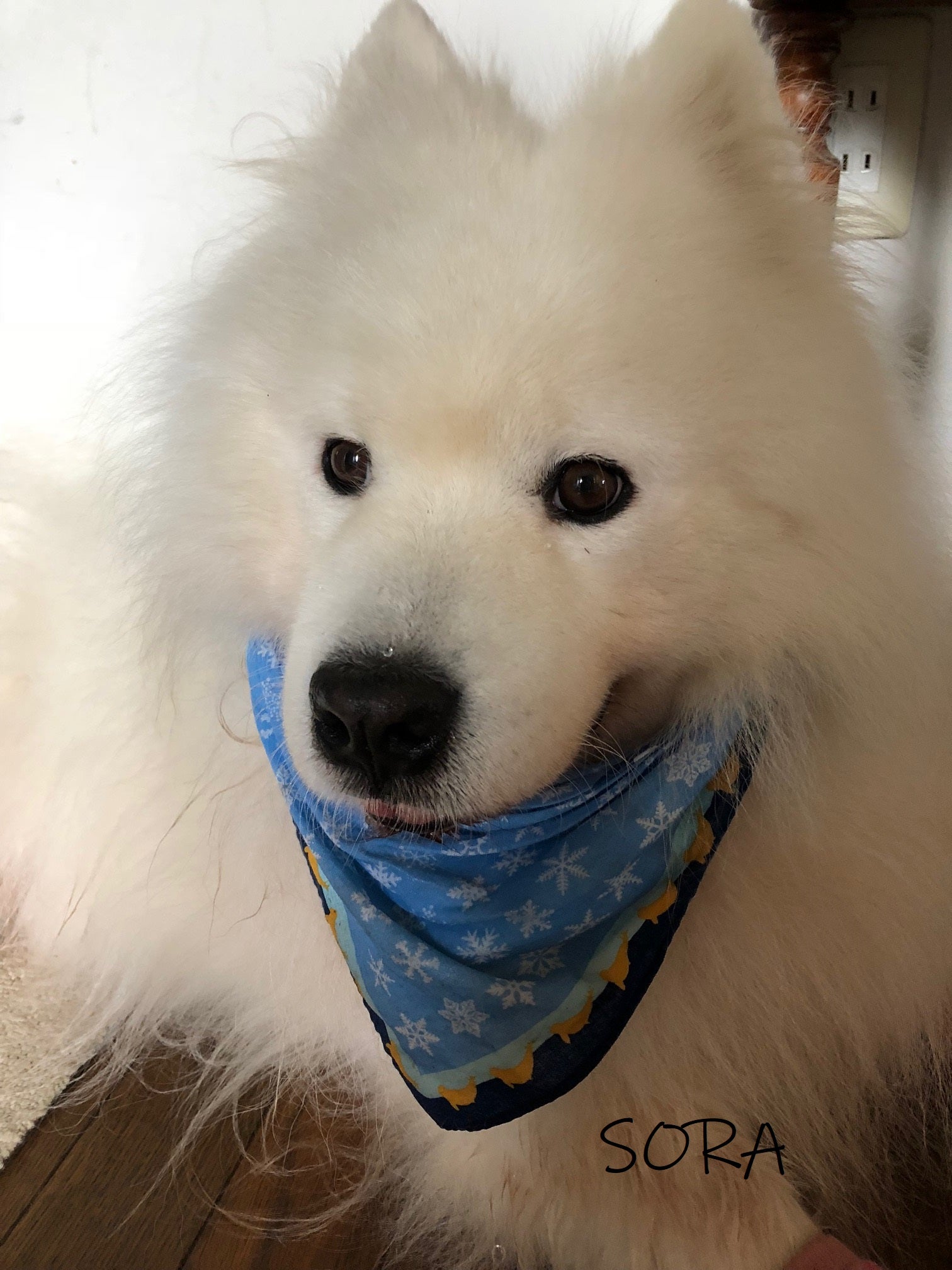 犬へのアロマテラピー 宇宙桜大使犬 サモエド宇宙