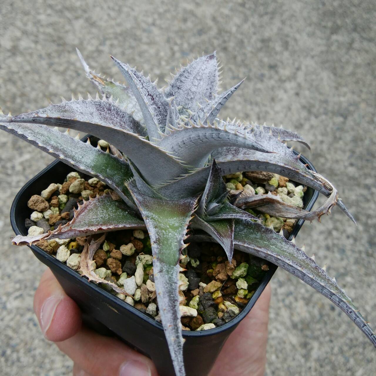 Dyckia platyphylla 'Silver Sheen' x ml | Dyckia Maniax Dyckia platyphylla 'Silver Sheen' x ml | Dyckia Maniax