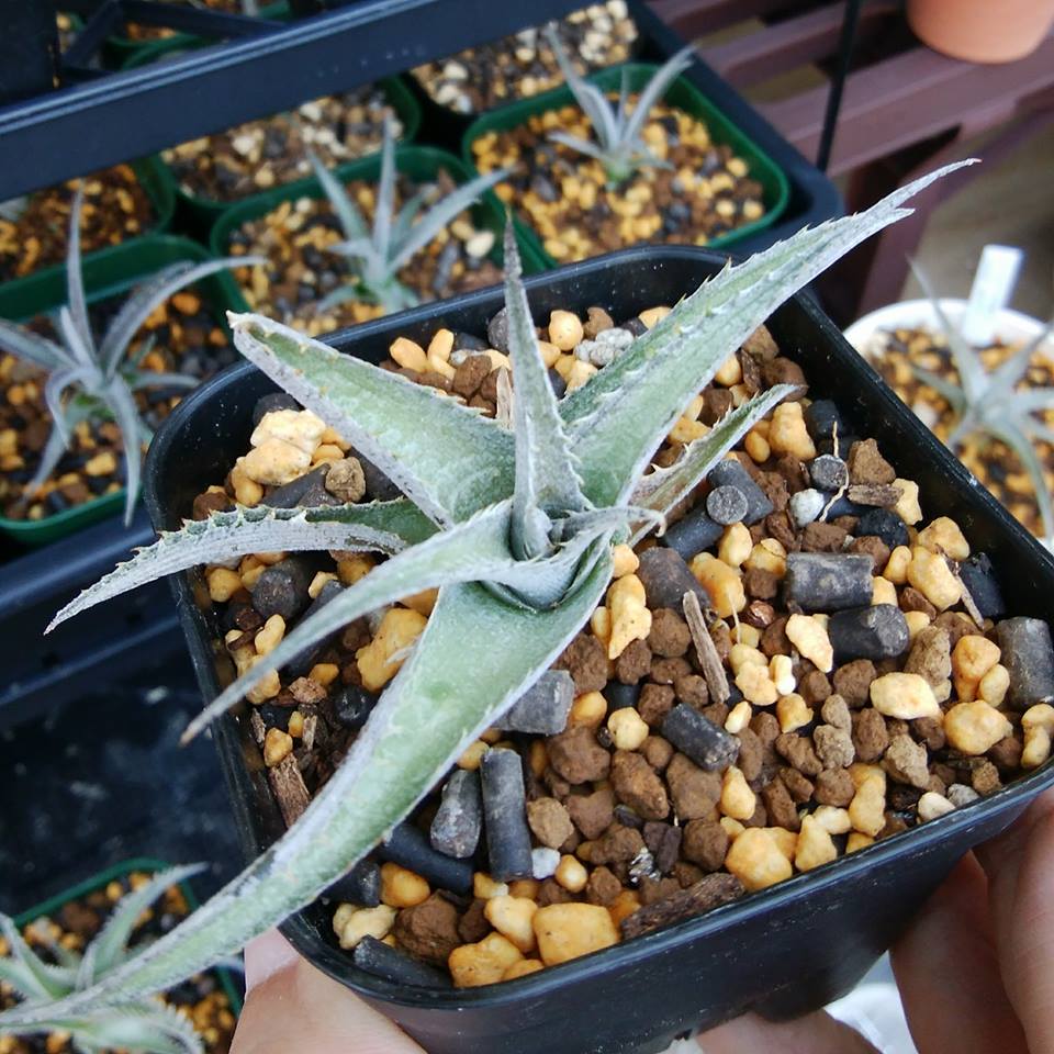 Dyckia platyphylla 'Silver Sheen' x ml | Dyckia Maniax Dyckia platyphylla 'Silver Sheen' x ml | Dyckia Maniax