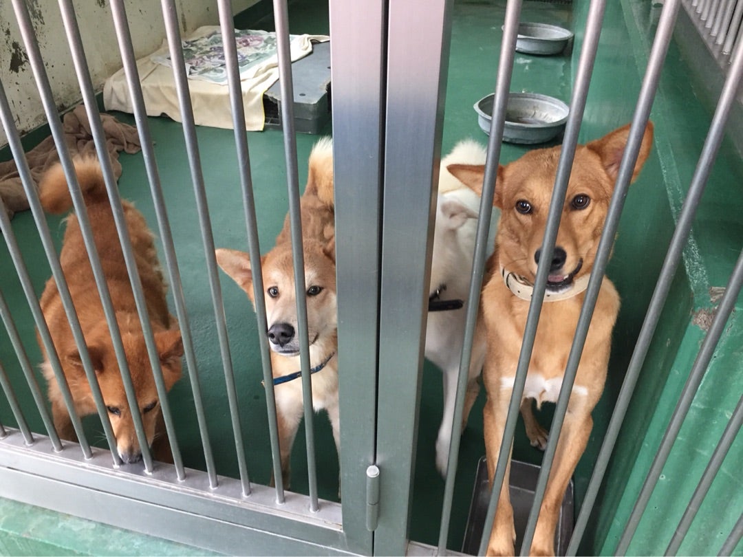 6/28 茨城県動物指導センター 収容犬猫① DOT MITO いぬ部 & ねこ部 保護活動中！