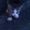 朗報【迷子の子猫の生存確認】の画像