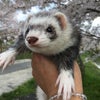 3年経つねの画像