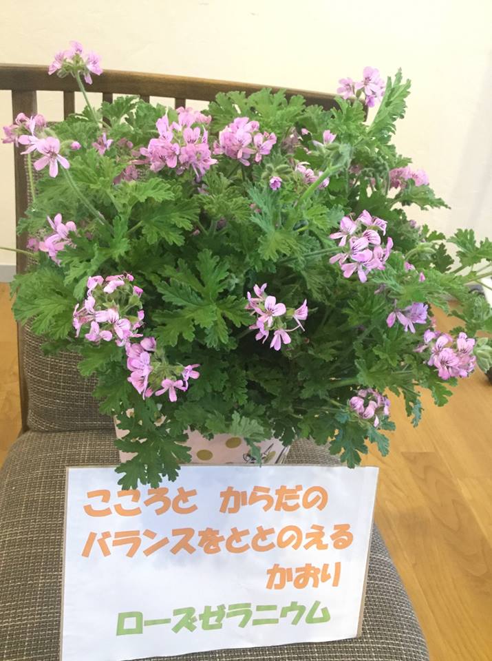 ローズゼラニウムの生の葉と精油の違い 花と植物と洋服が好き 埼玉 ブログの書き方 かさ みどり