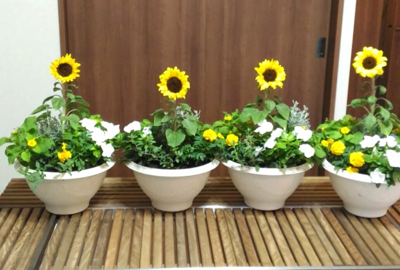 夏の花 ヒマワリの寄せ植え 世界丸かじり 東京生活