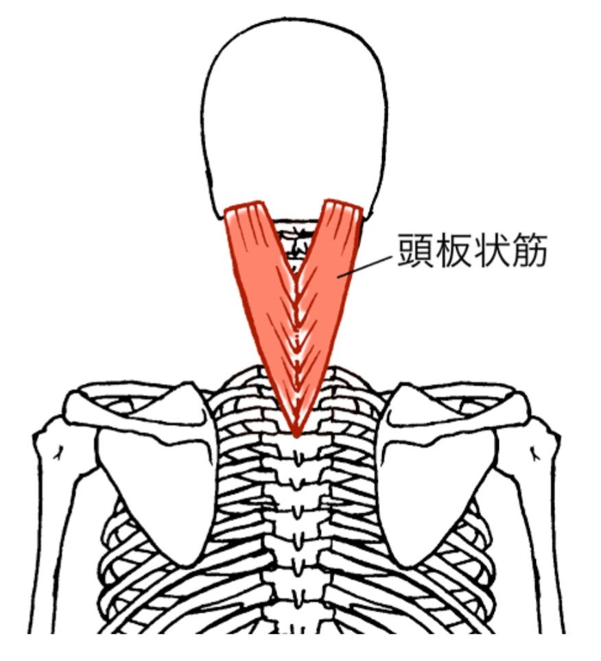 頭板状筋 頚板状筋 ストレッチ 長尾雄太の凸凹治療道
