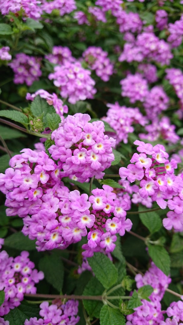 ランタナ 七変化 季節の花と花言葉 Kensan 0427さんのﾌﾞﾛｸﾞ