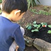 花咲いてる〜！の画像