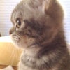 マロ♂の画像
