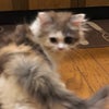 我が家の新入りさんの画像