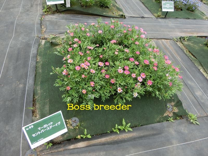 世界で一つの花をつくる 強健なマーガレット 旭川でも切り花生産開始 育種 世界で一つの花を創る Bossのブログ